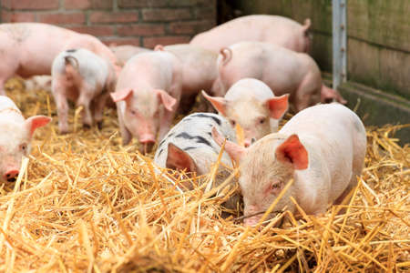 Cute baby piglets in straw sus scrofaの写真素材
