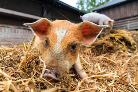 Cute baby piglet sus scrofa in straw