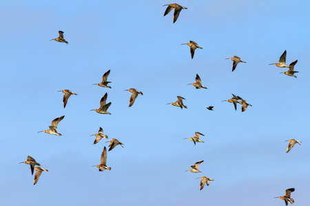 Flock of Eurasian curlews Numenius arquata in the Netherlandsの写真素材