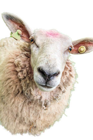 Isolated portrait of a curious fluffy sheep Ovis aries in the Netherlandsの写真素材
