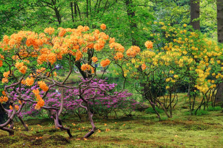 Beautiful Japanese garden in parkland Clingendael in Wassenaar, The Netherlandsの写真素材