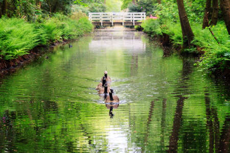 A family of Canadian geese Branta canadensis swimming in parkland in the Netherlands Clingendaelの写真素材