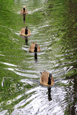 A family of Canadian geese Branta canadensis swimming in parkland in the Netherlands Clingendaelの写真素材