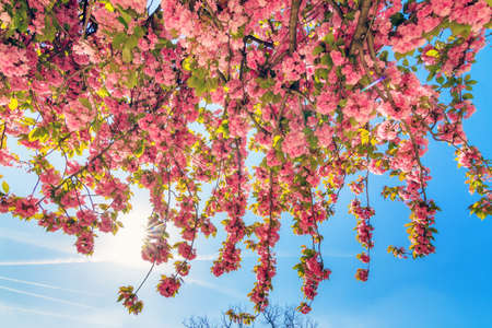 Beautiful blooming cherry blossom in spring in the Jardin des Plantes in Paris, Franceの写真素材