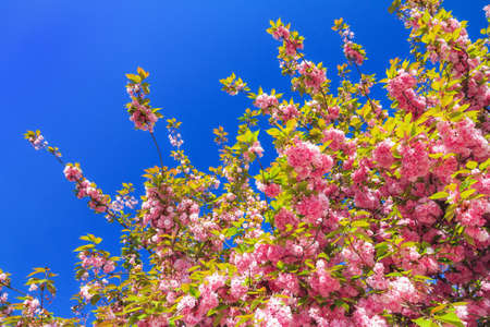 Beautiful blooming cherry blossom in spring in the Jardin des Plantes in Paris, Franceの写真素材