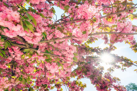 Beautiful blooming cherry blossom in spring in the Jardin des Plantes in Paris, Franceの写真素材