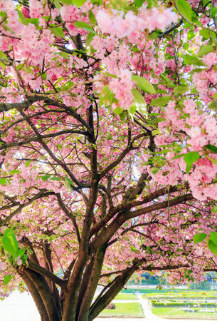 Beautiful blooming cherry blossom in spring in the Jardin des Plantes in Paris, Franceの写真素材