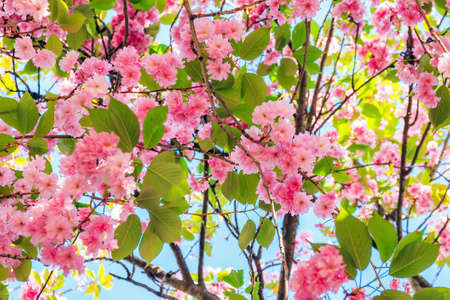 Beautiful blooming cherry blossom in spring in the Jardin des Plantes in Paris, Franceの写真素材
