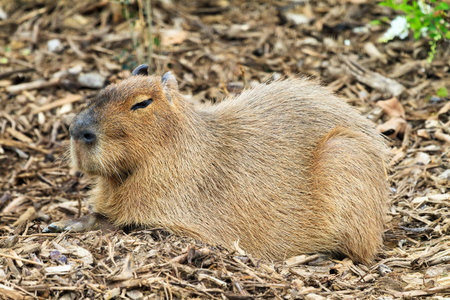 The capybara (Hydrochoerus hydrochaeris), largest rodent in the world