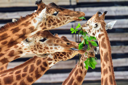 Funny Giraffes fighting over some green leafs with their long tonguesの写真素材
