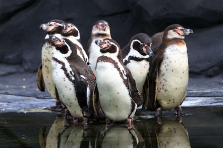 Group of funny Magellanic penguins (Spheniscus magellanicus)の写真素材