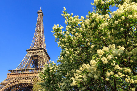 Beautiful view of spring blossom trees with the Eiffel tower in the background in Paris