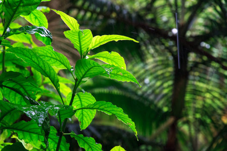 Rain pouring down on the green leafs in the El Yungue jungle rainforest in Puerto Ricoの写真素材