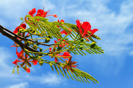 Close up of beautiful red flowers of the Delonix regia tree in summer in Puerto Ricoの写真素材