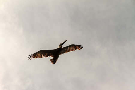 The brown pelican (Pelecanus occidentalis) in flight in Puerto Rico, against a dark ominous skyの写真素材