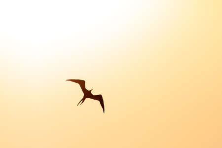 The magnificent frigatebird (Fregata magnificens) in backlight in San Juan, Puerto Ricoの写真素材