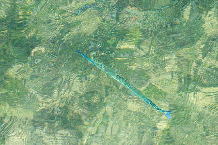 Trumpetfish in shallow water in the Condado lagoon in San Juan, Puerto Ricoの写真素材