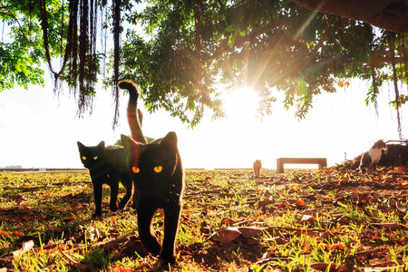 Ominous black stray cats with yellow eyes in the afternoon in San Juan, Puerto Ricoの写真素材
