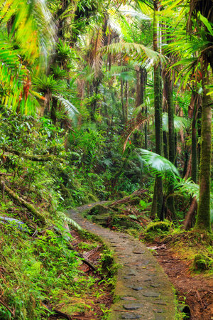 Beautiful jungle path through the jungle of the El Yunque national forest in Puerto Rico