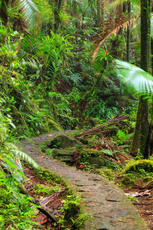 Beautiful jungle path through the jungle of the El Yunque national forest in Puerto Ricoの写真素材