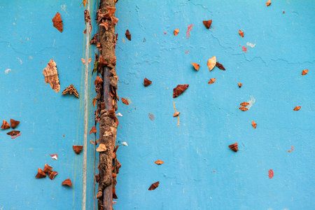Many tropical butterflies and mots on a blue wall in the jungle of the El Yunque national forest in Puerto Ricoの写真素材