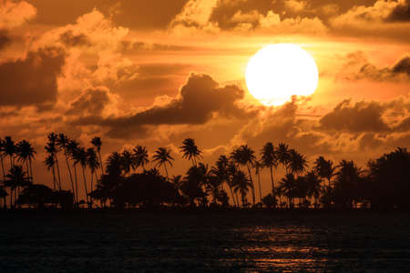 Silhouette of trcal palm trees and the sun setting during a beautiful sunset in the Caribbean in San Juan, Puerto Ricoの写真素材