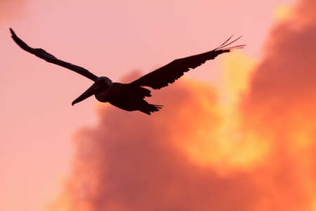 Brown Pelican (Pelecanus occidentalis) in the sky at sunset in San Juan, Puerto Ricoの写真素材