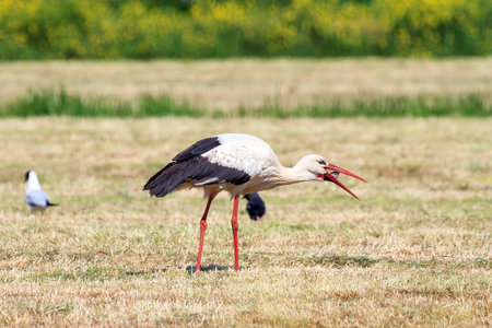 The white stork (Ciconia ciconia) devouring a mouse in a field in spring in the Netherlands