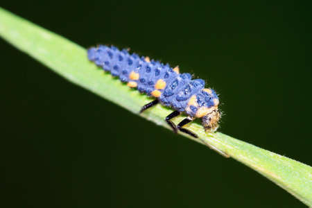 Nymph of the ladybug or ladybird (Coccinella magnifica) in spring in the Netherlandsの写真素材