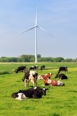 Cows (Holstein Friesians, Bos Taurus) grazing in a beautiful green meadow under a blue sky in spring in the Netherlandsの写真素材