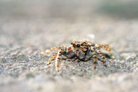 Macro close-up of a jumping spider from the Salticidae familyの写真素材