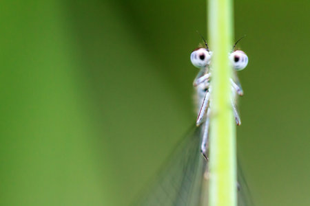 Funny macro image of a damselfly looking around a grass halm with googly eyes