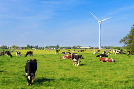 Cows (Holstein Friesians, Bos Taurus) grazing in a beautiful green meadow under a blue sky in spring in the Netherlandsの写真素材