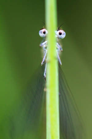 Funny macro image of a damselfly looking around a grass halm with googly eyesの写真素材