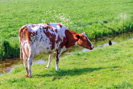 Beautiful brown-red and white marked cow (Holstein Friesians, Bos Taurus) in a pasture in spring in the Netherlandsの写真素材