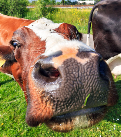 Funny close-up of a brown-red and white marked cow (Holstein Friesians, Bos Taurus) in a pasture in...