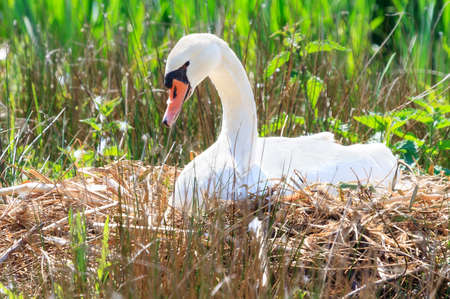 The mute swan (Cygnus olor) sitting on her nest hatching eggs in spring in the Netherlandsの写真素材