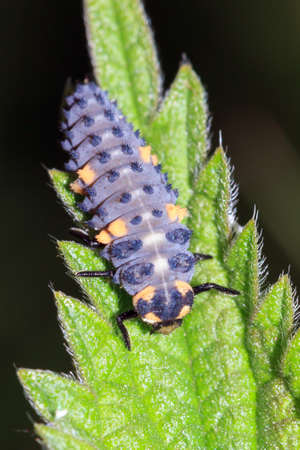 Nymph of the ladybug or ladybird (Coccinella magnifica) in spring in the Netherlandsの写真素材