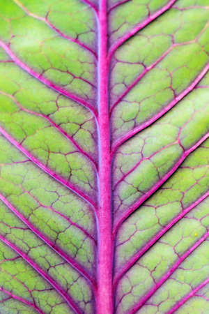 Beautiful close-up macro of the vibrant pink purple green leaf of Rumex sanguineus (wood dock, redvein dock, bloody dock, blood dock, bloodwort, bloody wood dock)の写真素材