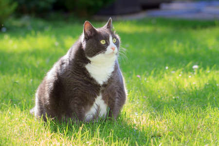 Slight obese, or fat, pussy cat outside in the sunny garden with fresh green grass in spring in the Netherlandsの写真素材
