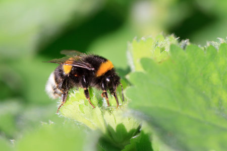 Beautiful vibrant macro close-up of a Bombus terrestris (the buff-tailed bumblebee or large earth bumblebee) on a fresh green leaf in spring in the Netherlandsの写真素材
