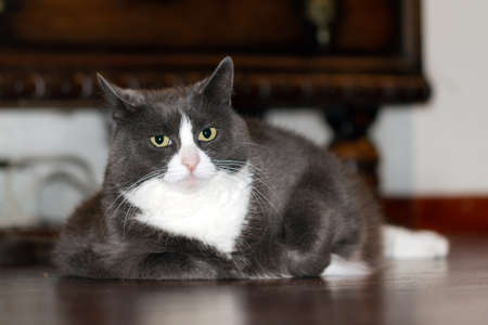 Fat pussy cat with big belly relaxing on the floor in the house after a good mealの写真素材