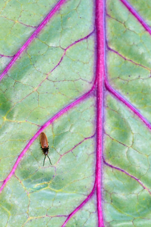 Insect in the family Elateridae (Click beetles) on Rumex sanguineus (wood dock, redvein dock, bloody...
