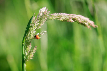 Beautiful vibrant macro close-up of a orange ladybug on a fresh green blade of grass in spring in the Netherlandsの写真素材