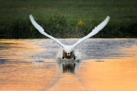 The mute swan (Cygnus olor) spreading her wings during take off from the water at sunset in spring in the Netherlandsの写真素材