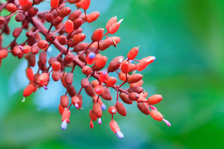 Beautiful macro closeup of a red twig with flowers on a green background