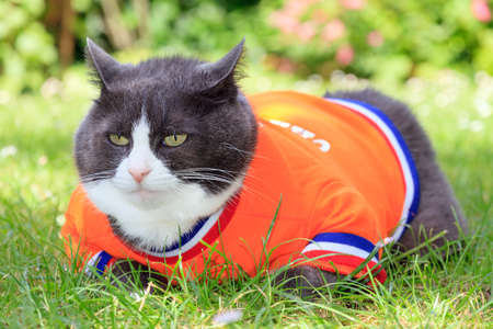Random image of a fat pussy cat dressed as soccer player for the dutch national team relaxing in the garden in spring in the Netherlandsの写真素材