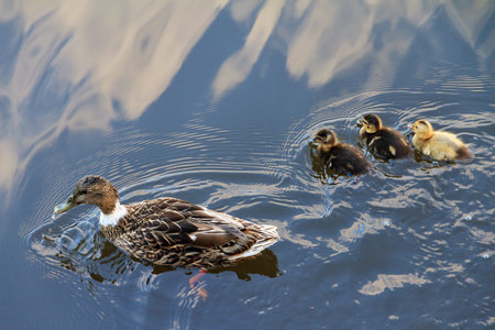 The mallard or wild duck (Anas platyrhynchos) with new born ducklings in summer in the river Amstel in Amsterdamの写真素材