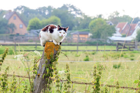 Funny black and white cat on top of a pole on the side of the road in a rural environment in the Netherlands in summerの写真素材