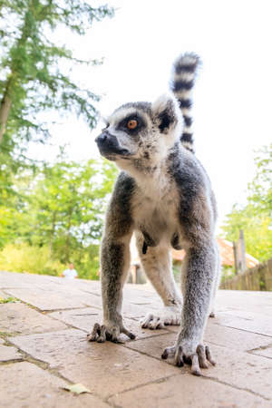The ring-tailed lemur (Lemur catta) is a large strepsirrhine primate and it is endemic to the island of Madagascar. Known locally in Malagasy as makyの写真素材